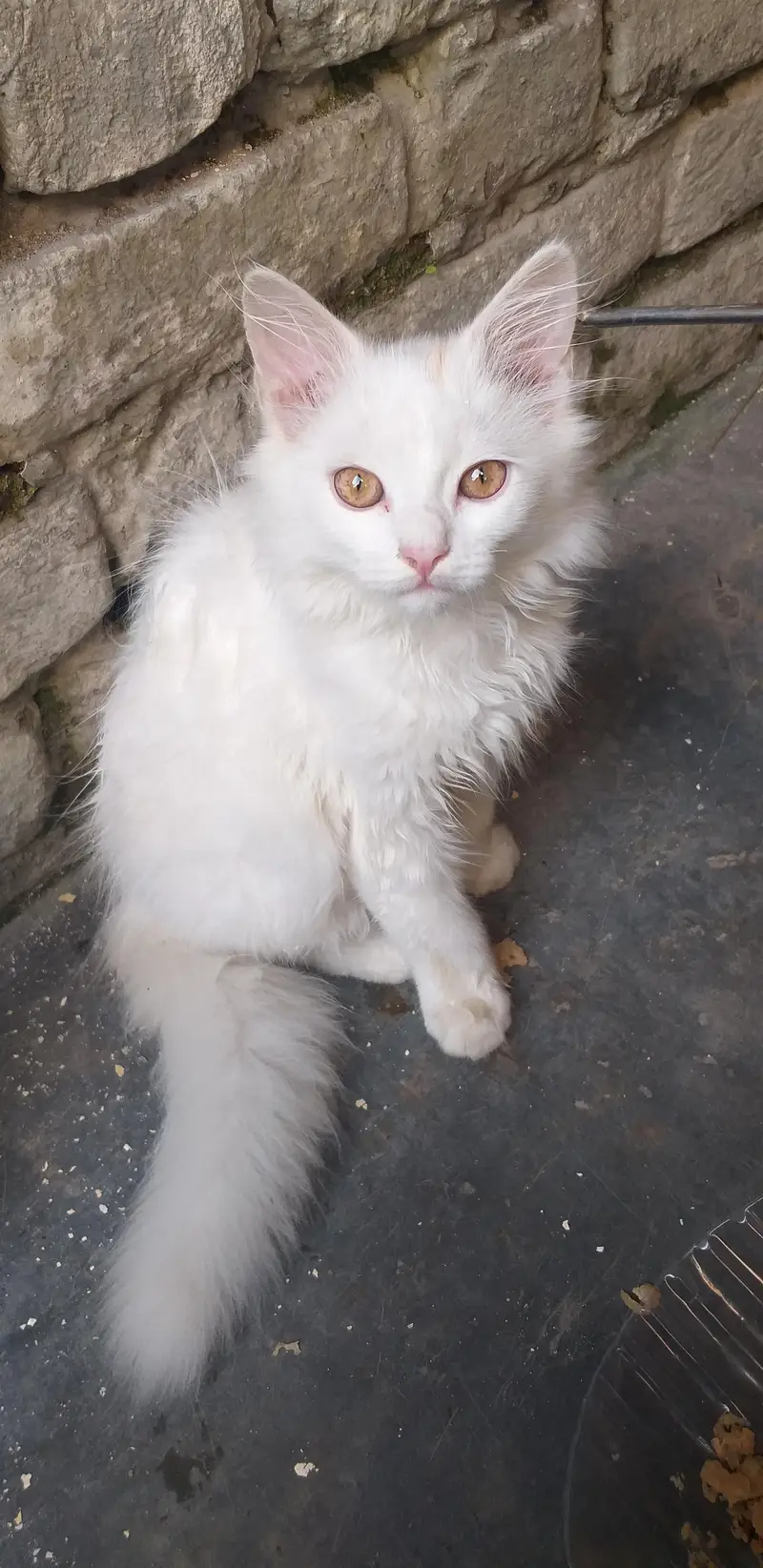 Persian Cat — photo 2