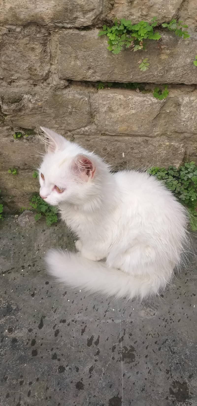 Persian Cat 2