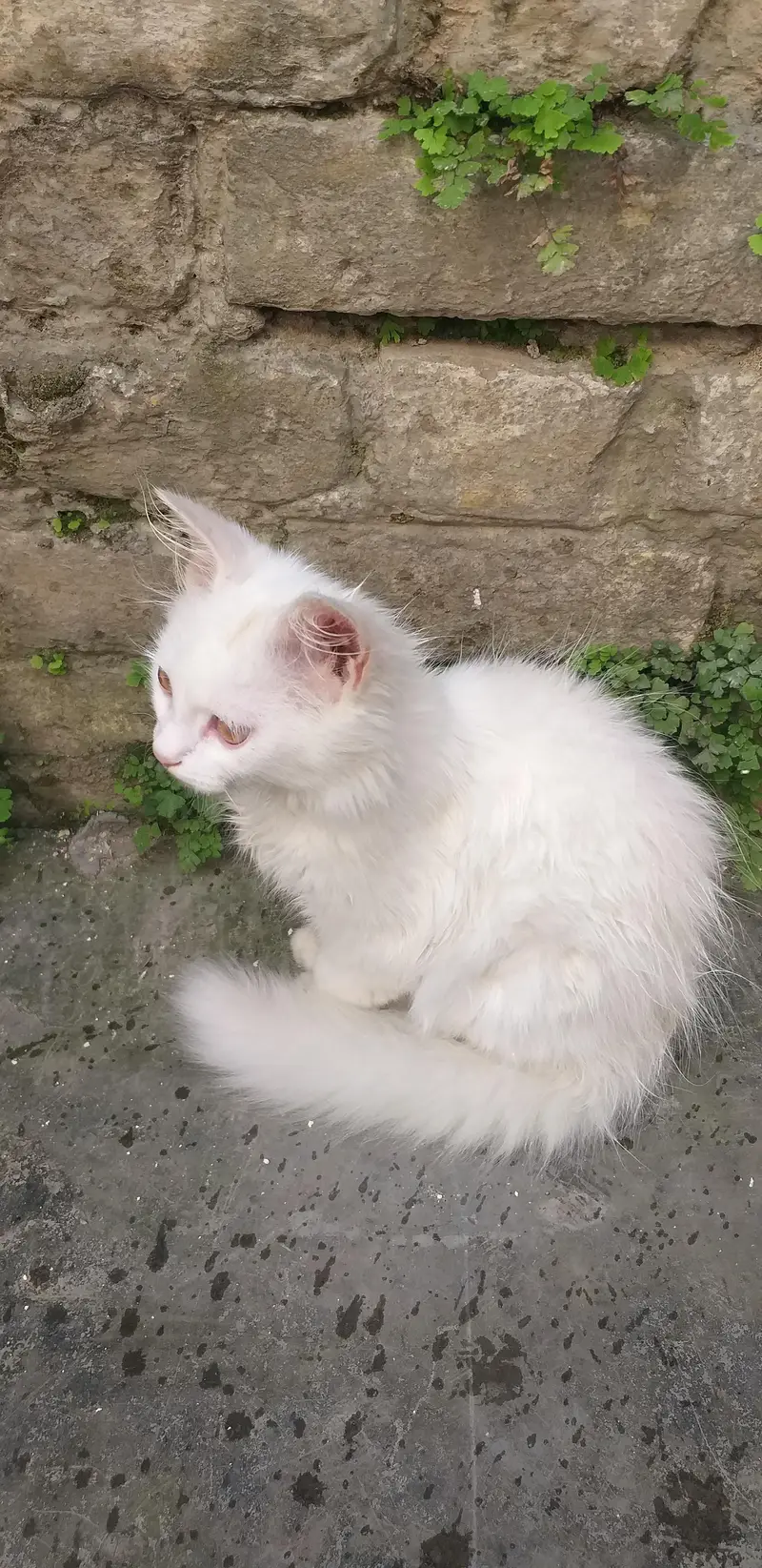 Persian Cat — photo 3