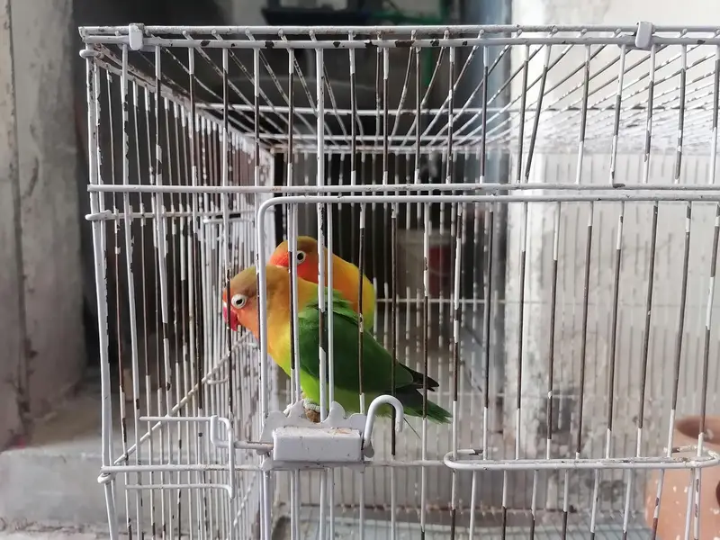 Cages For Sale — photo 4