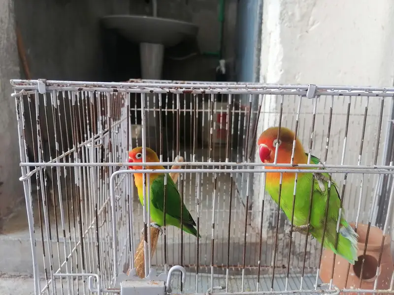 Cages For Sale — photo 5