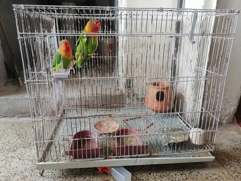 Cages For Sale — photo 6