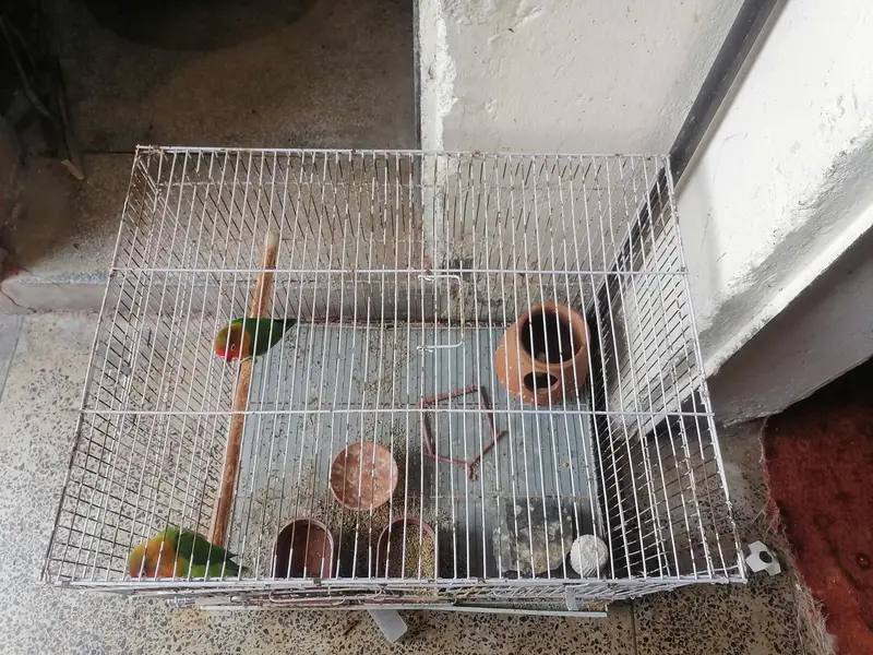 Cages For Sale — photo 7