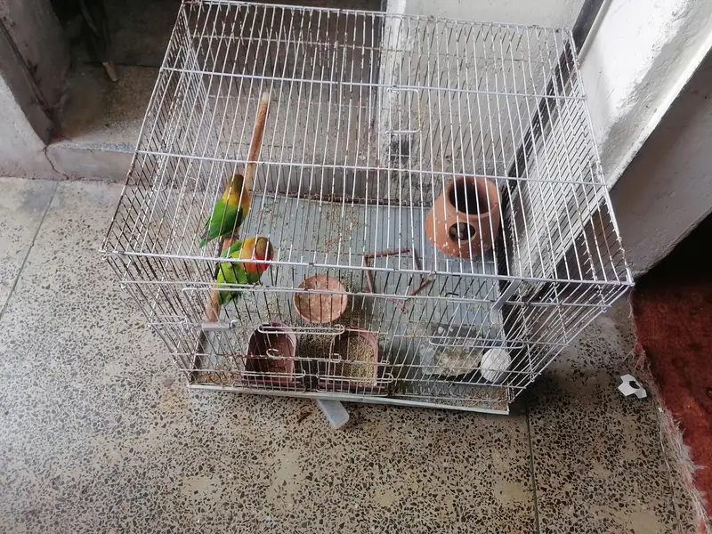 Cages For Sale — photo 8