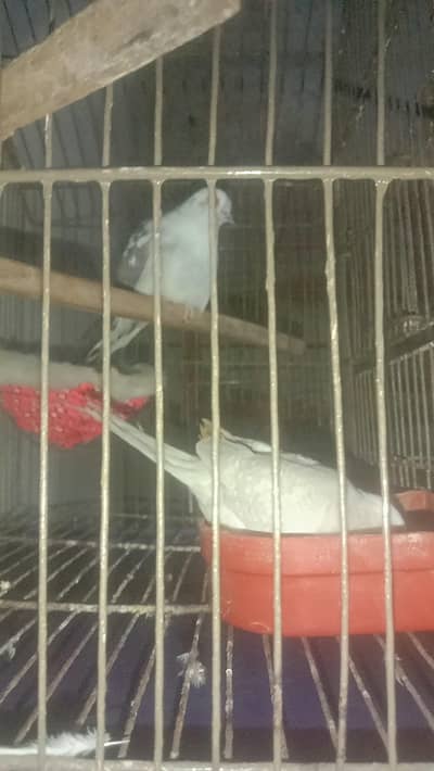 Diamond dove breeding pair