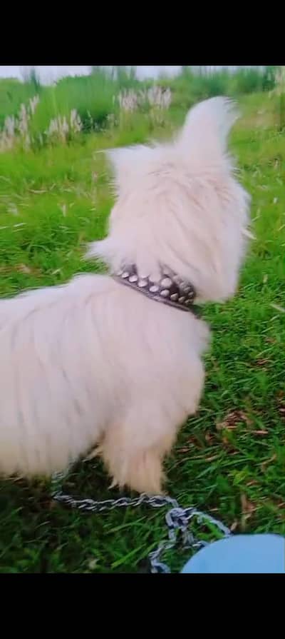 Russian dog
