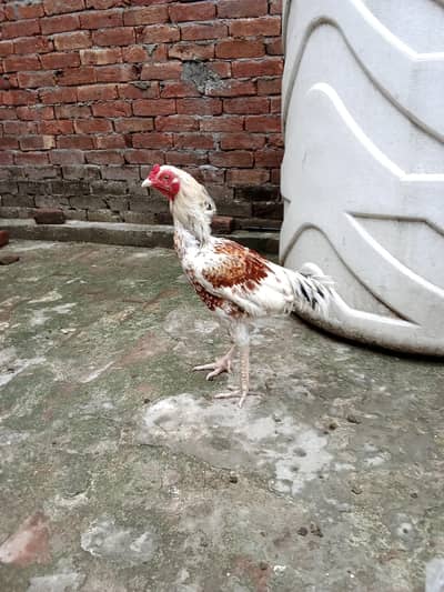 selling aseel murga