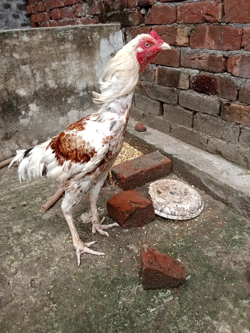 selling aseel murga — photo 2