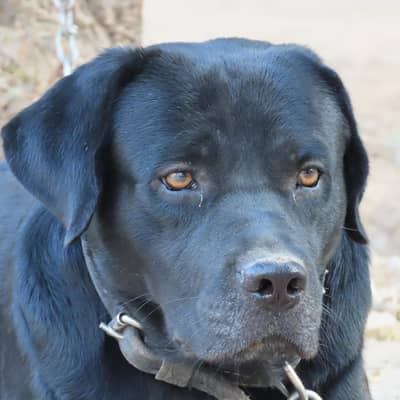 labra age 2 saal