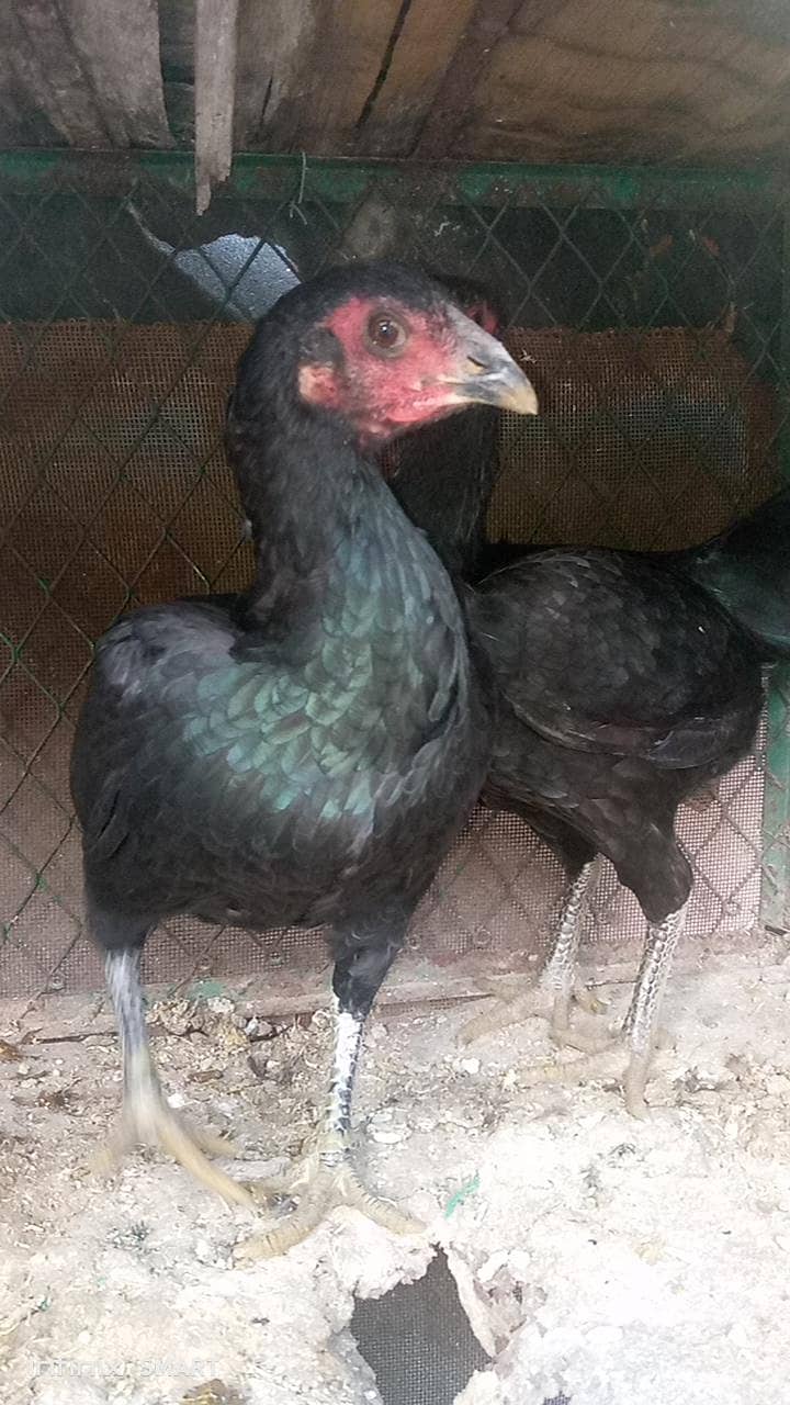 پیور تھائی ڈریگن 2