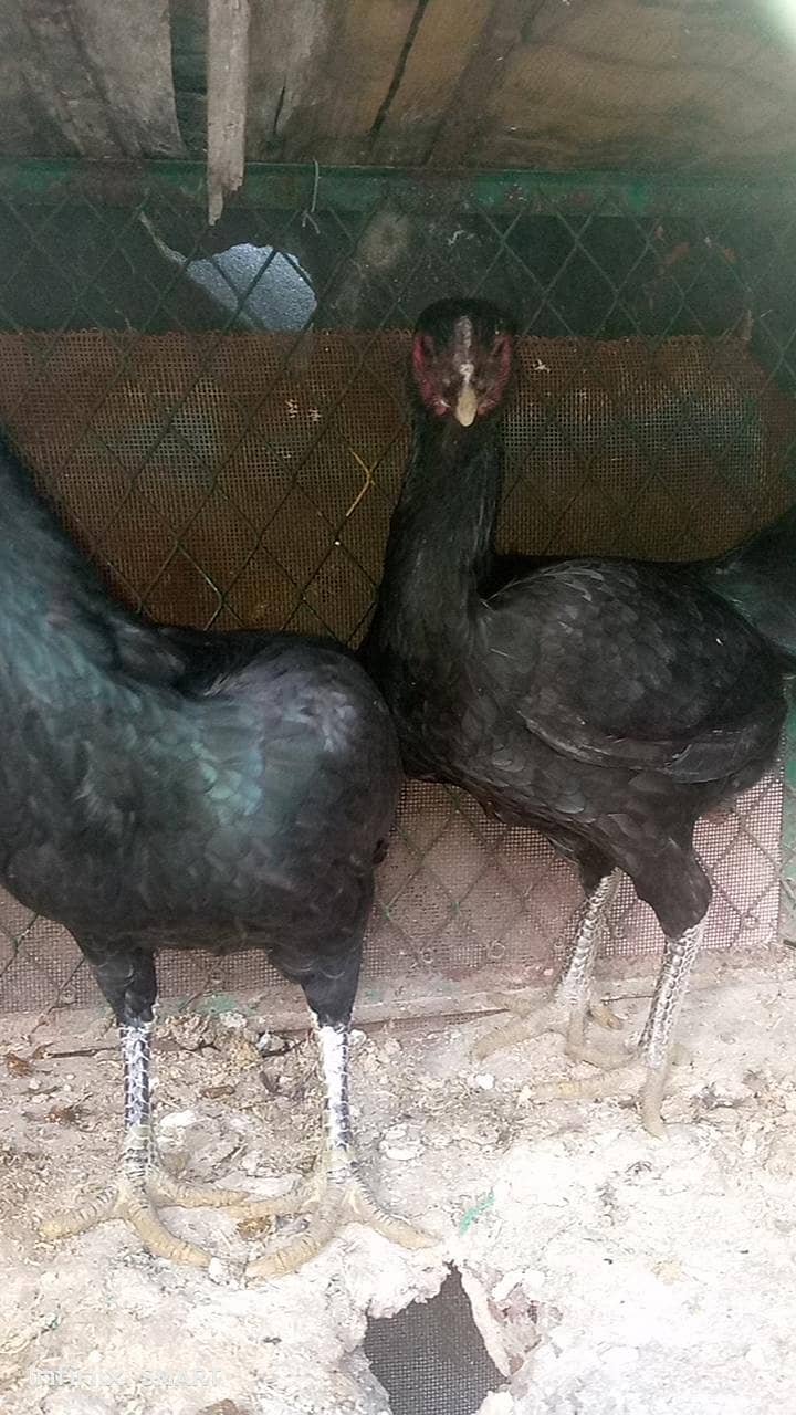 پیور تھائی ڈریگن 3