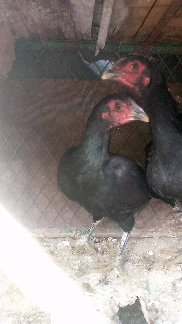 پیور تھائی ڈریگن 4