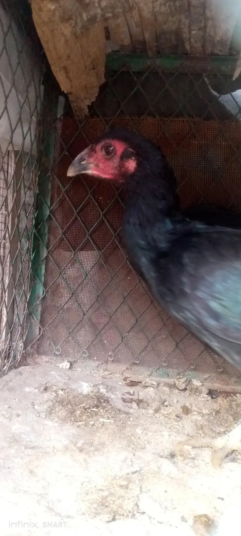 پیور تھائی ڈریگن — photo 6