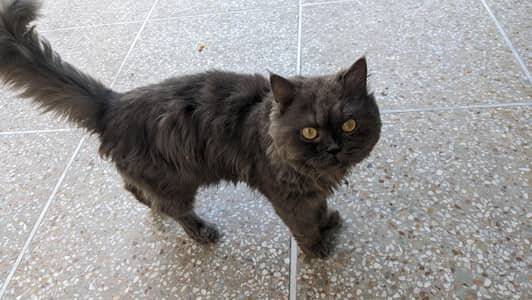 Persian cat friendly