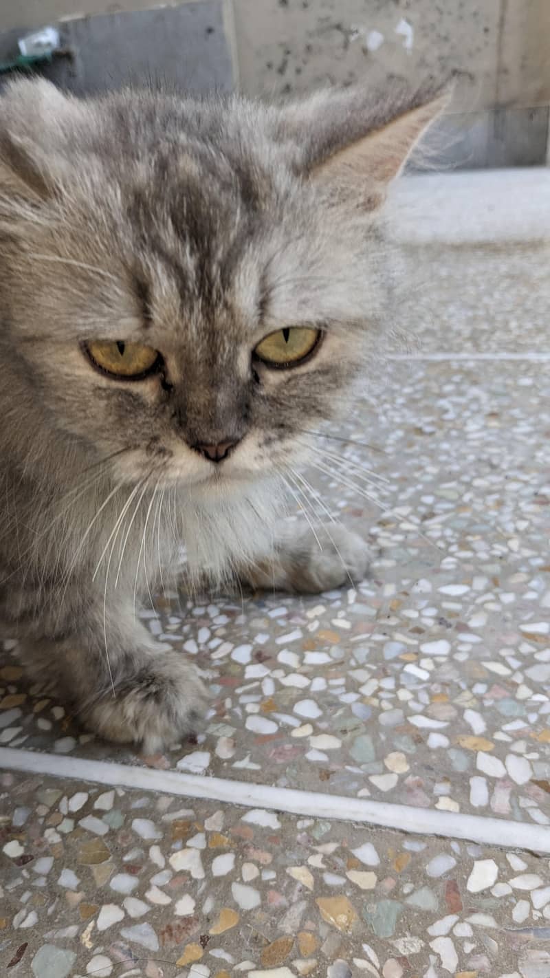 Persian cat friendly 1