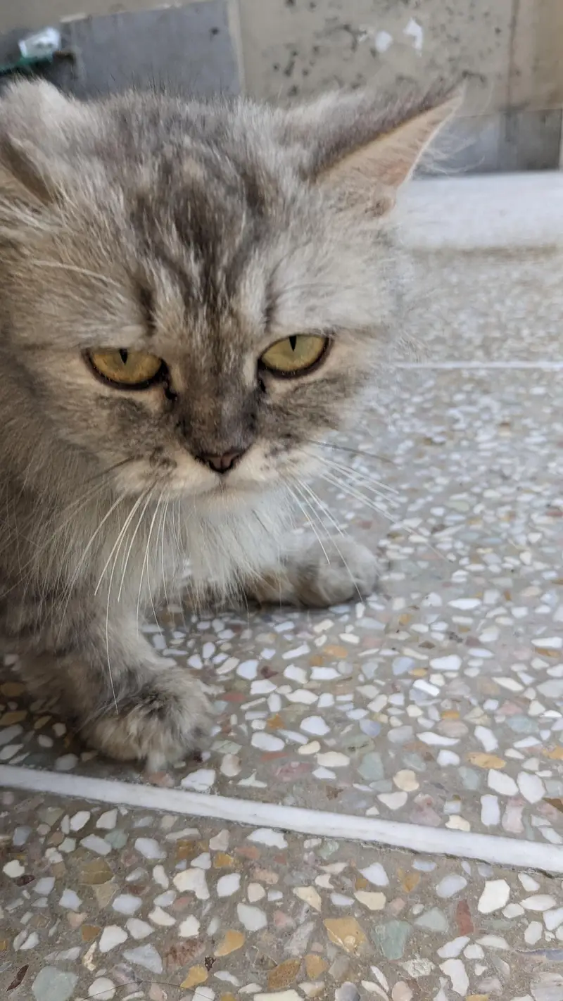 Persian cat friendly — photo 2