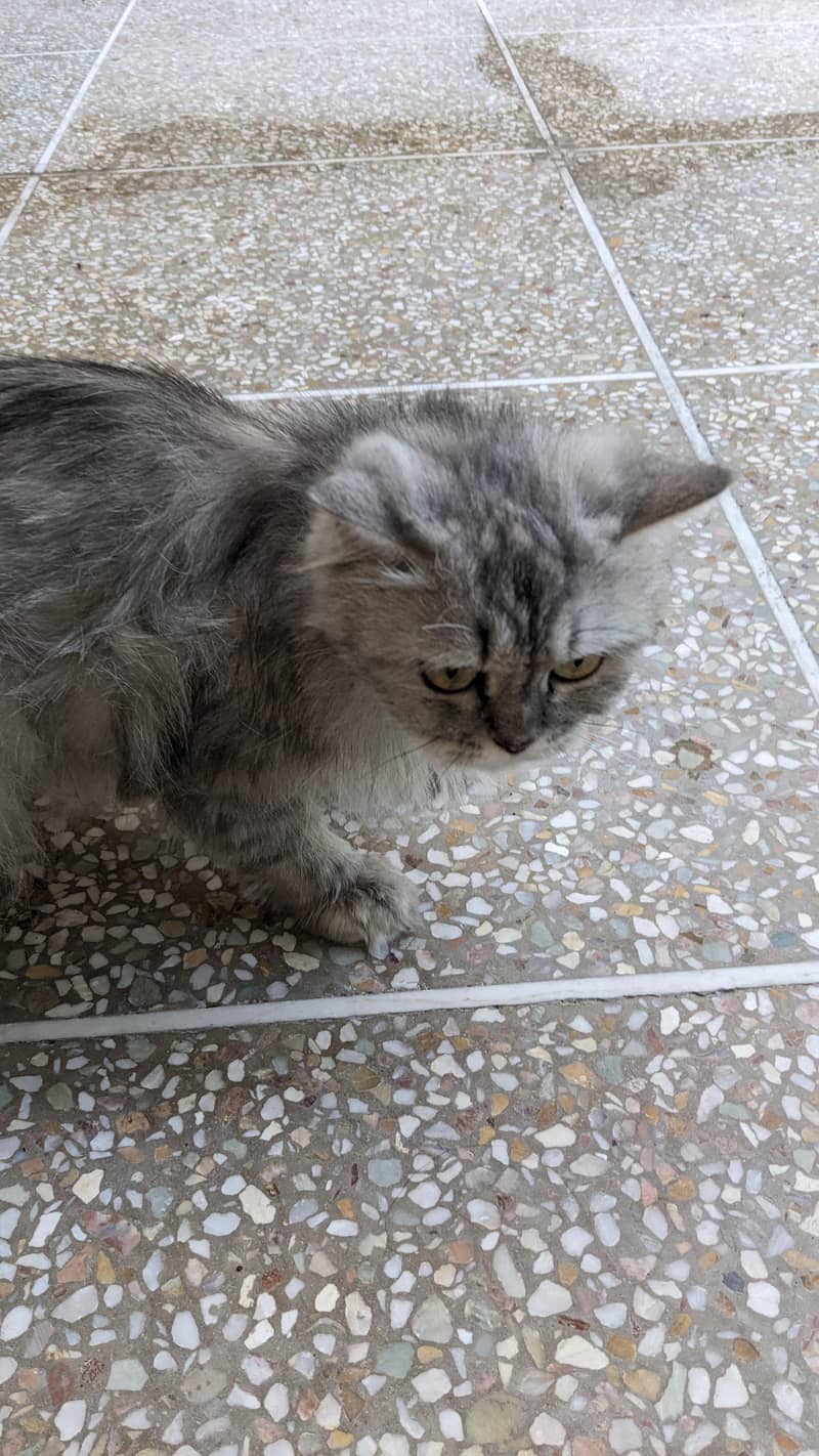 Persian cat friendly 2
