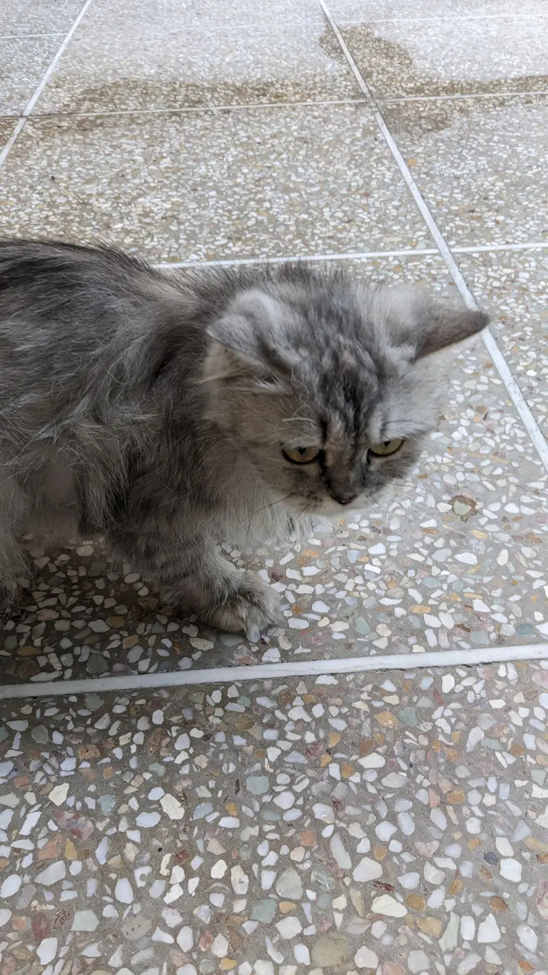 Persian cat friendly — photo 3