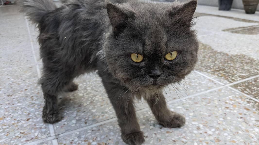 Persian cat friendly 3