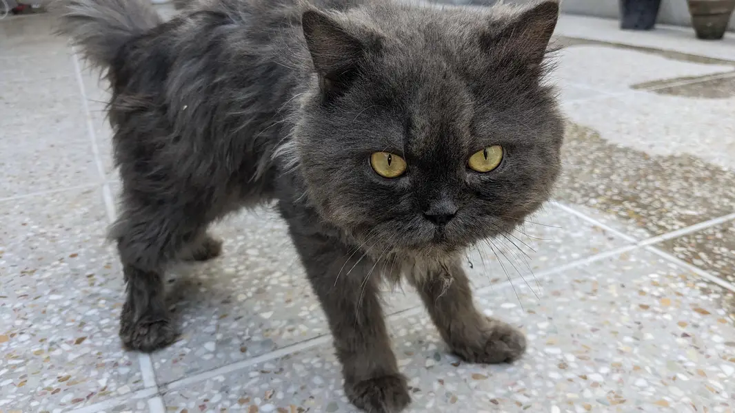 Persian cat friendly — photo 4