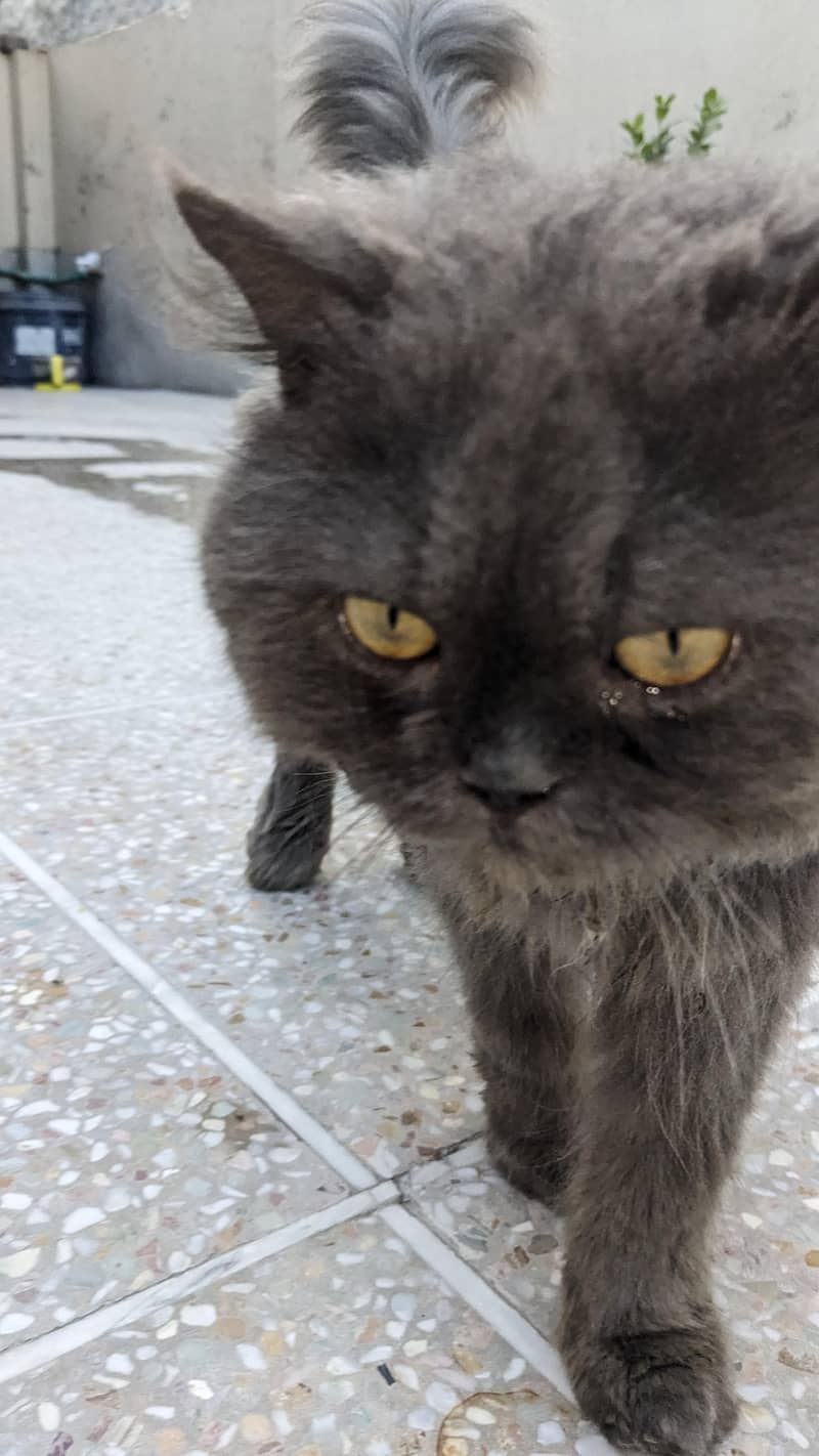 Persian cat friendly 4