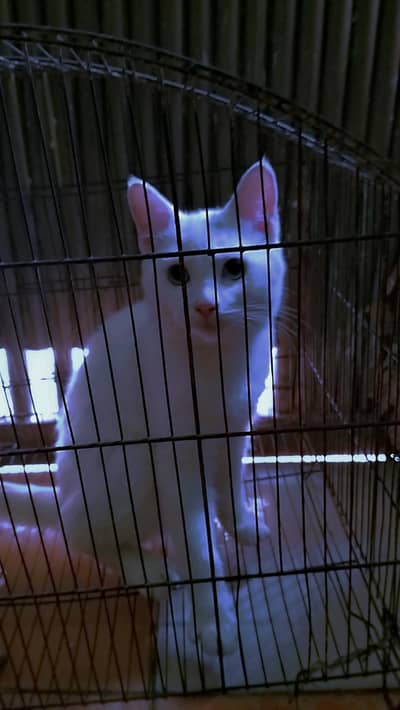 Cute Cat for Sale – Healthy & Adorable Description: