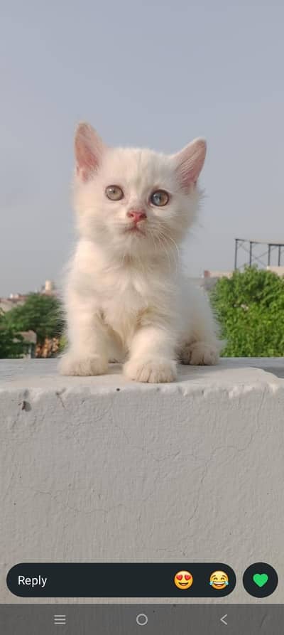 Odd eyes kitten for sale