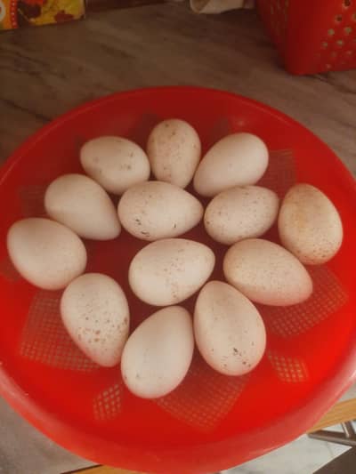 Fertile eggs of Turkey Bird.