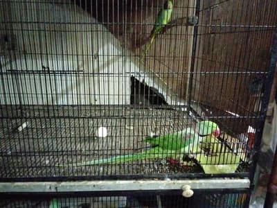 talking male full friendly cage