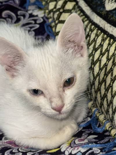Not sure about breed (but odd eyed)