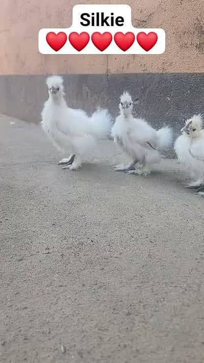 Silkie Chicks available 3 months old