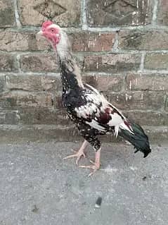 ASEEL PATHA FOR SALE