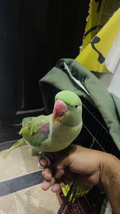 Parrot  hand tamed talking