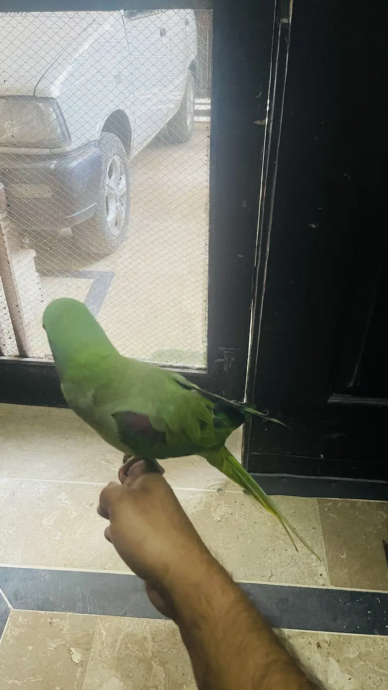 Parrot  hand tamed talking — photo 2