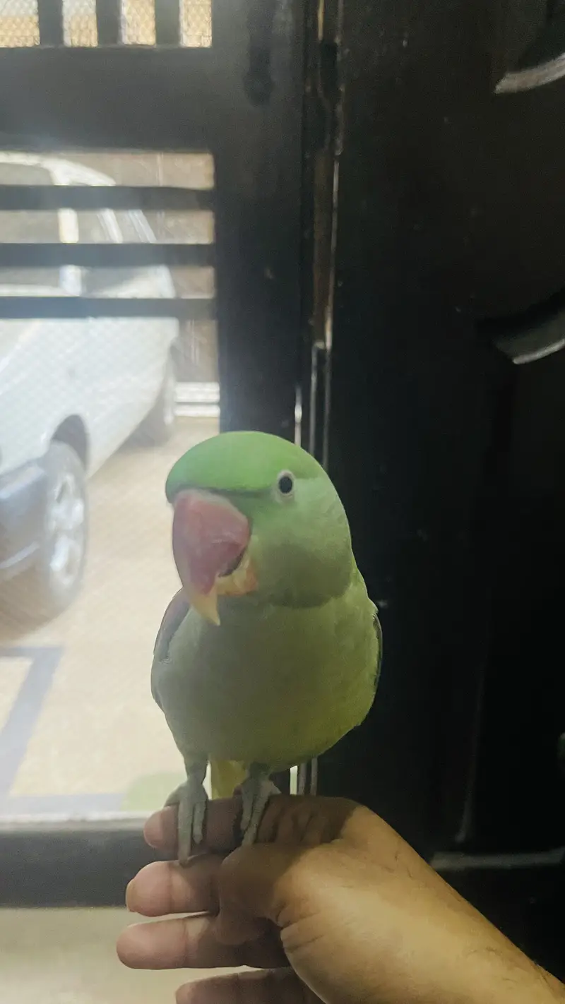 Parrot  hand tamed talking — photo 3