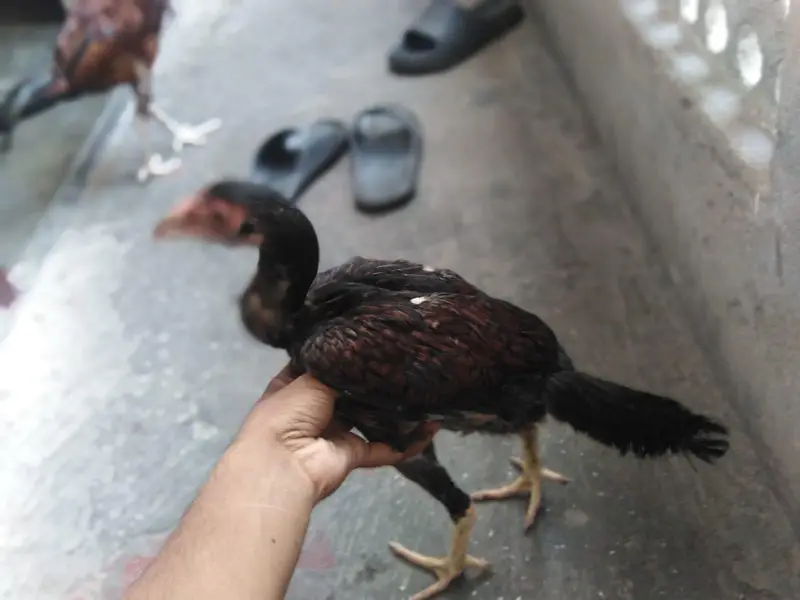 Aseel miawali or Aseel white heera 5pcs — photo 6