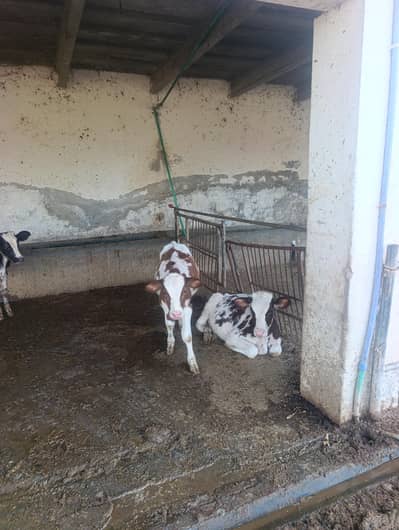 7 male calf
