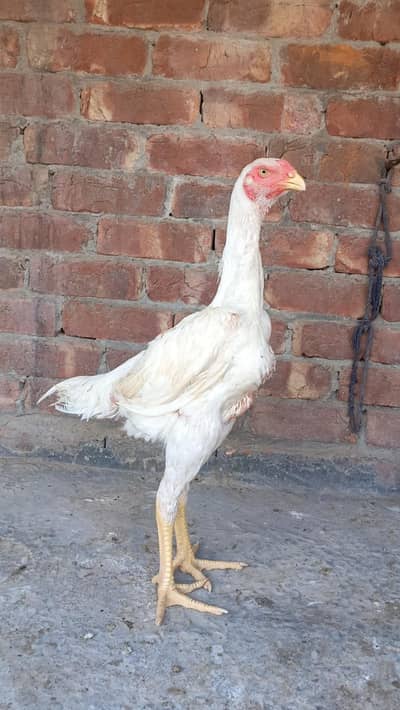 White O Shamo Patha