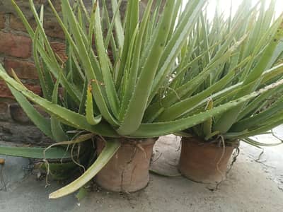 aloe Vera plants for sale