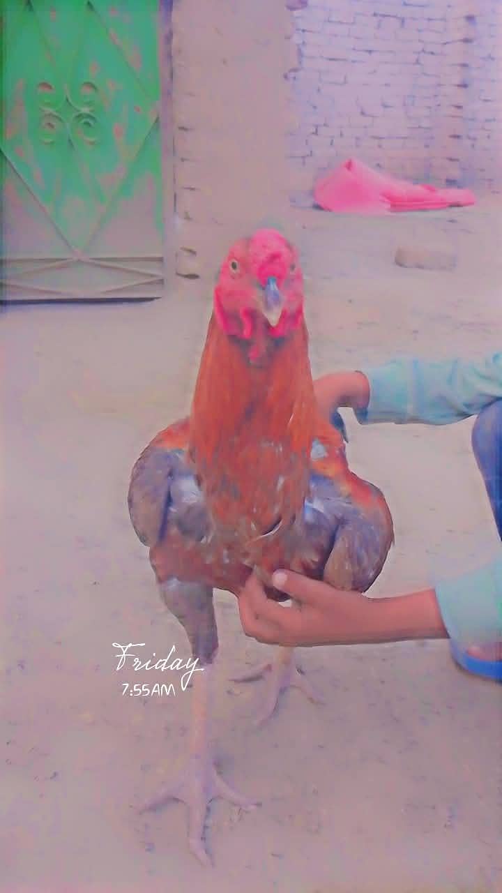 murga 1