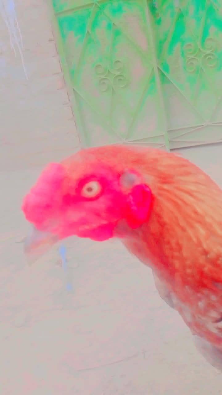 murga 2