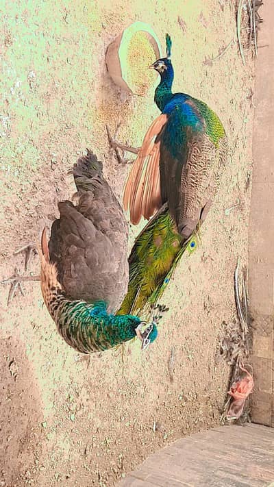 Beautiful Adult Peacock Pair for Sale – Lahore