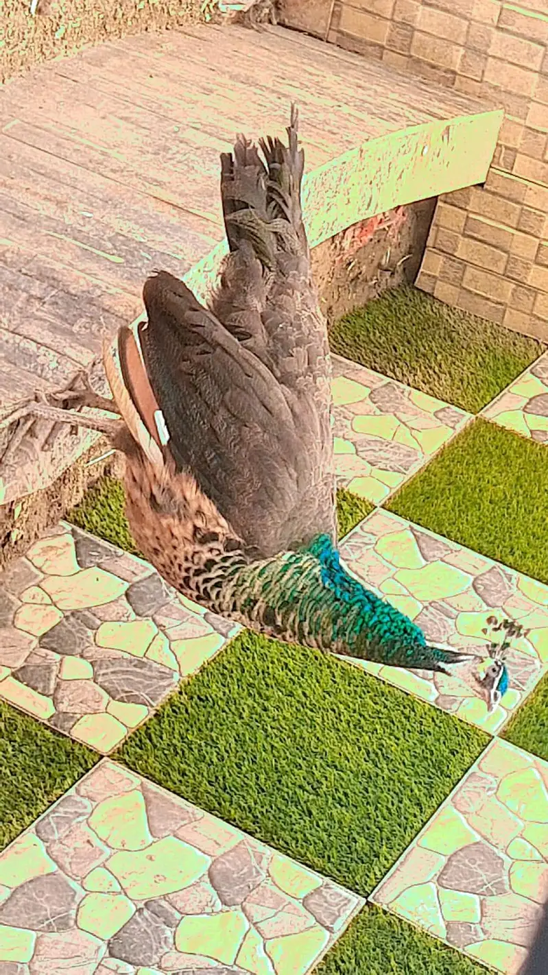 Beautiful Adult Peacock Pair for Sale – Lahore — photo 2