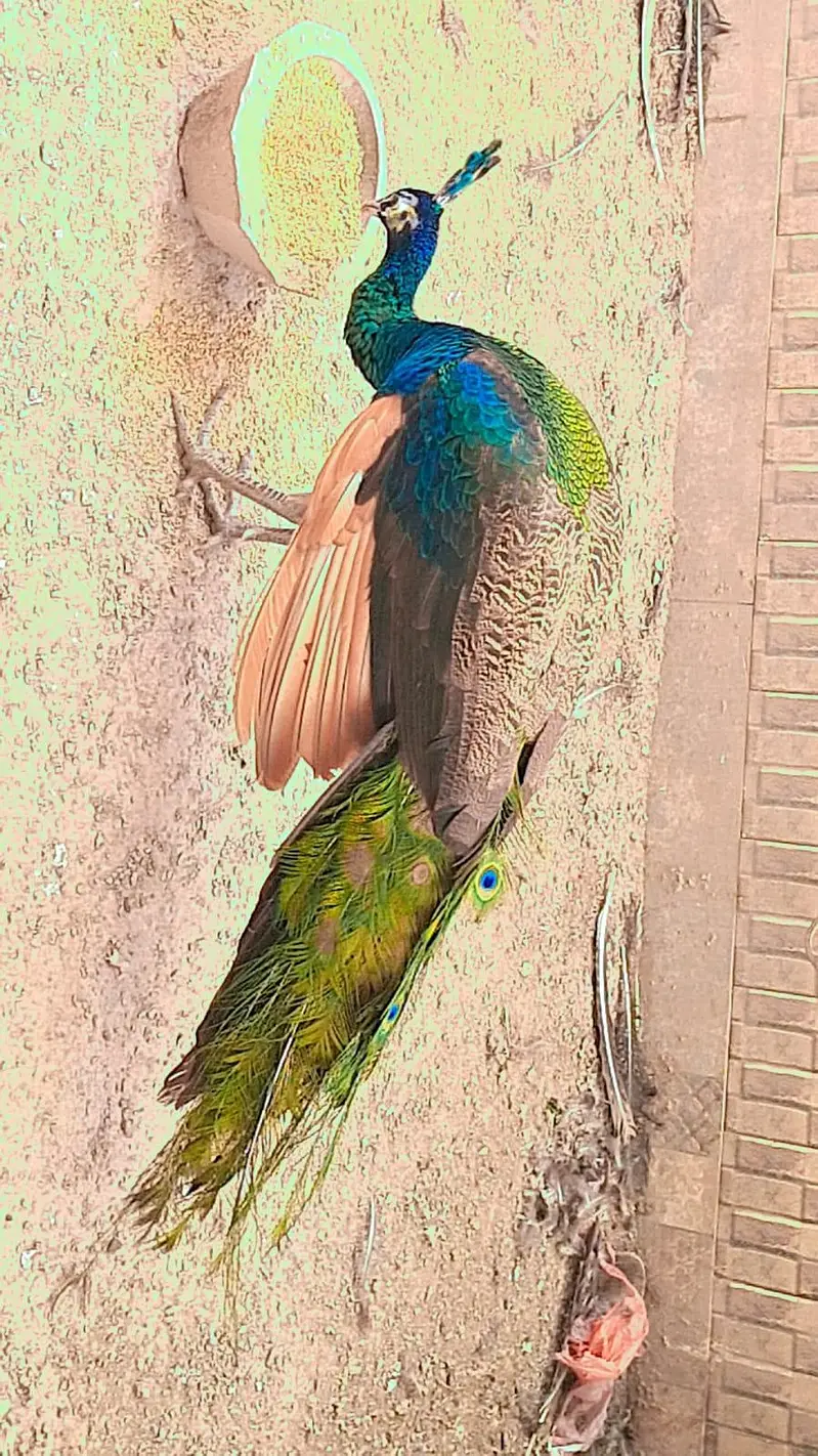 Beautiful Adult Peacock Pair for Sale – Lahore — photo 3