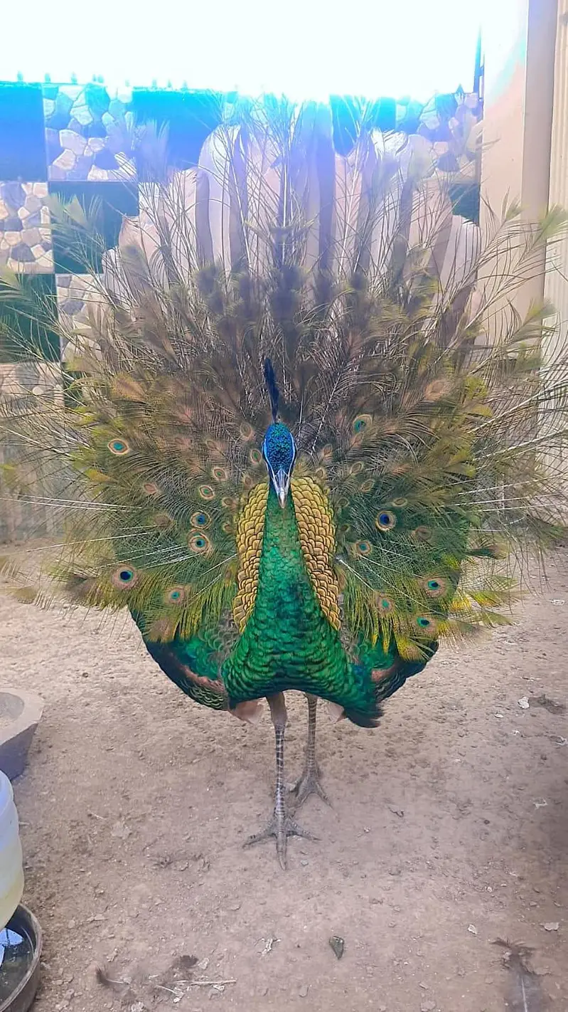 Beautiful Adult Peacock Pair for Sale – Lahore — photo 4