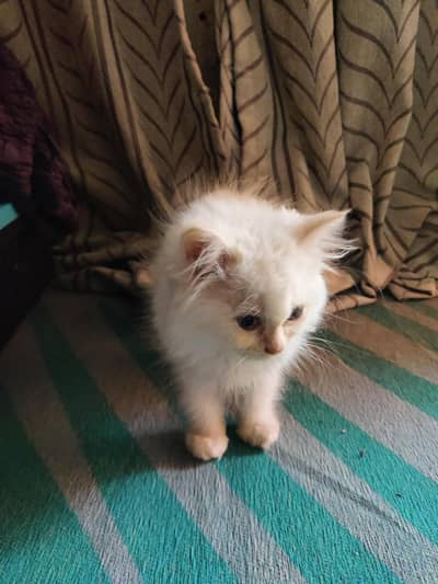 Persian male 2 tone