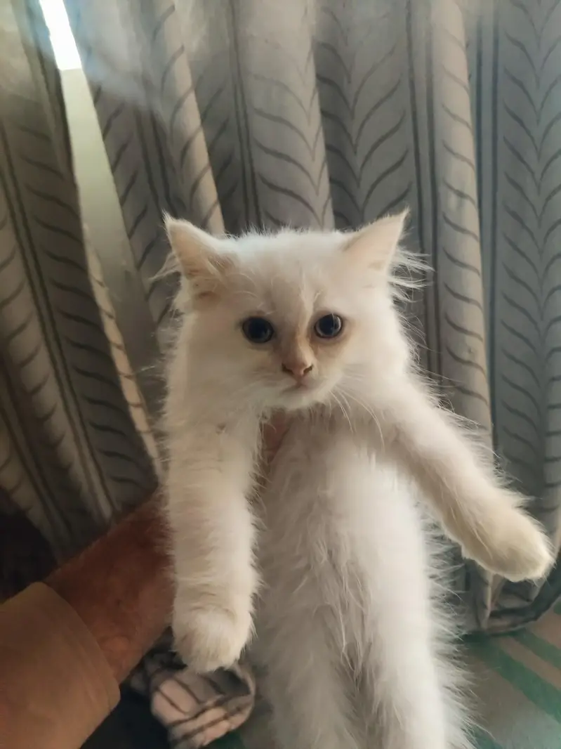 Persian male 2 tone — photo 2
