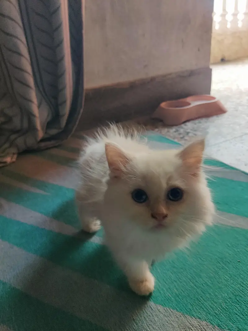 Persian male 2 tone — photo 3