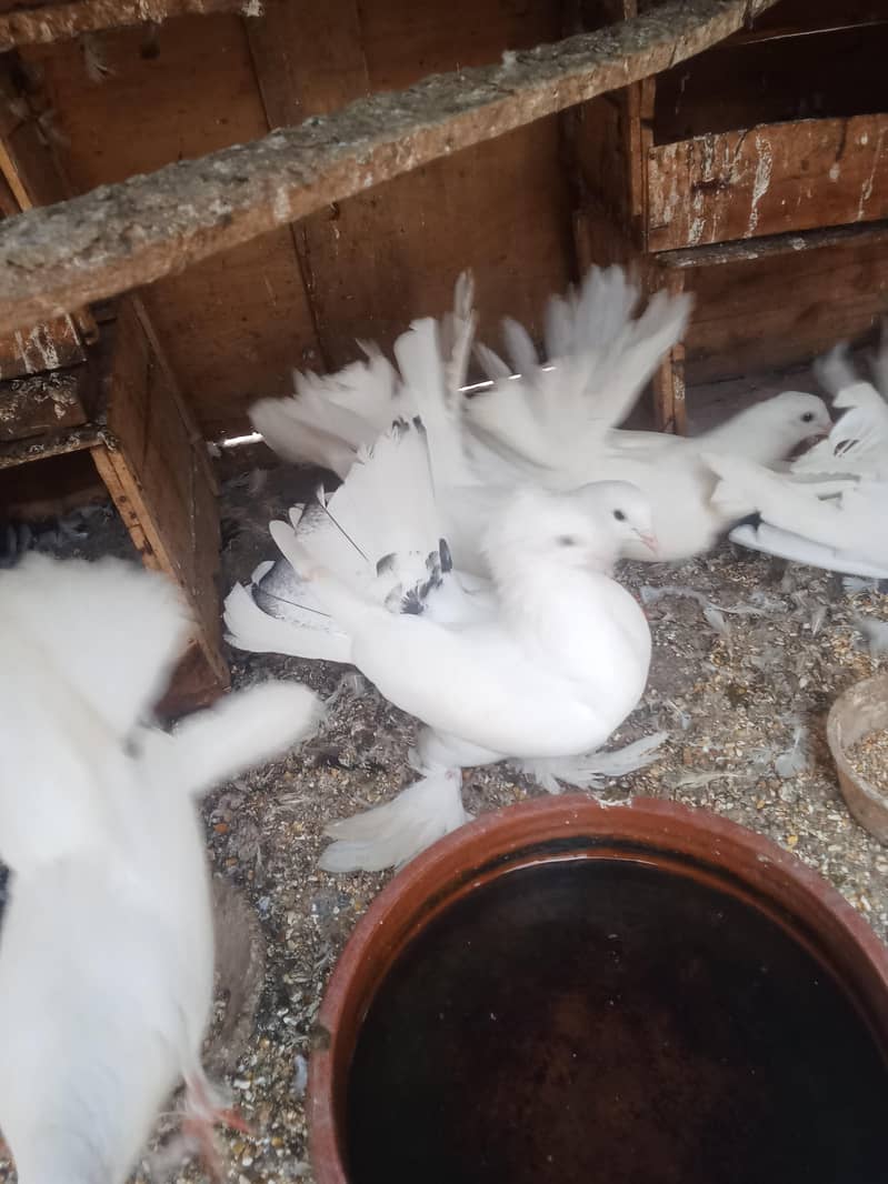 White Lacky 3