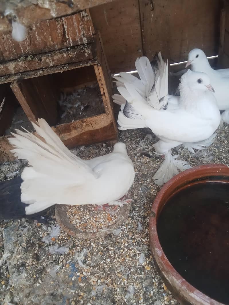 White Lacky 4